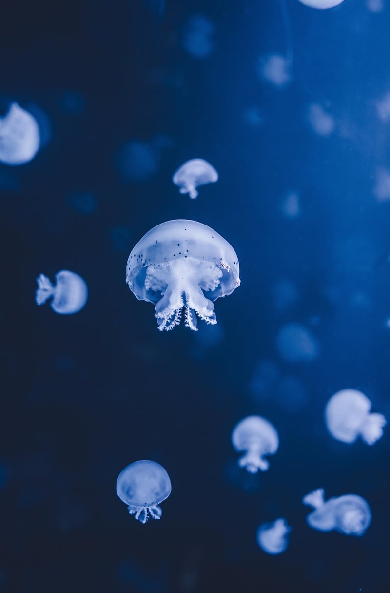 Underwater Mystery